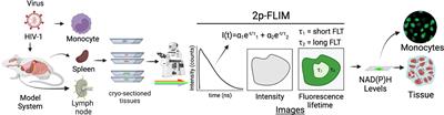 Two-photon fluorescence lifetime imaging microscopy of NADH metabolism in HIV-1 infected cells and tissues